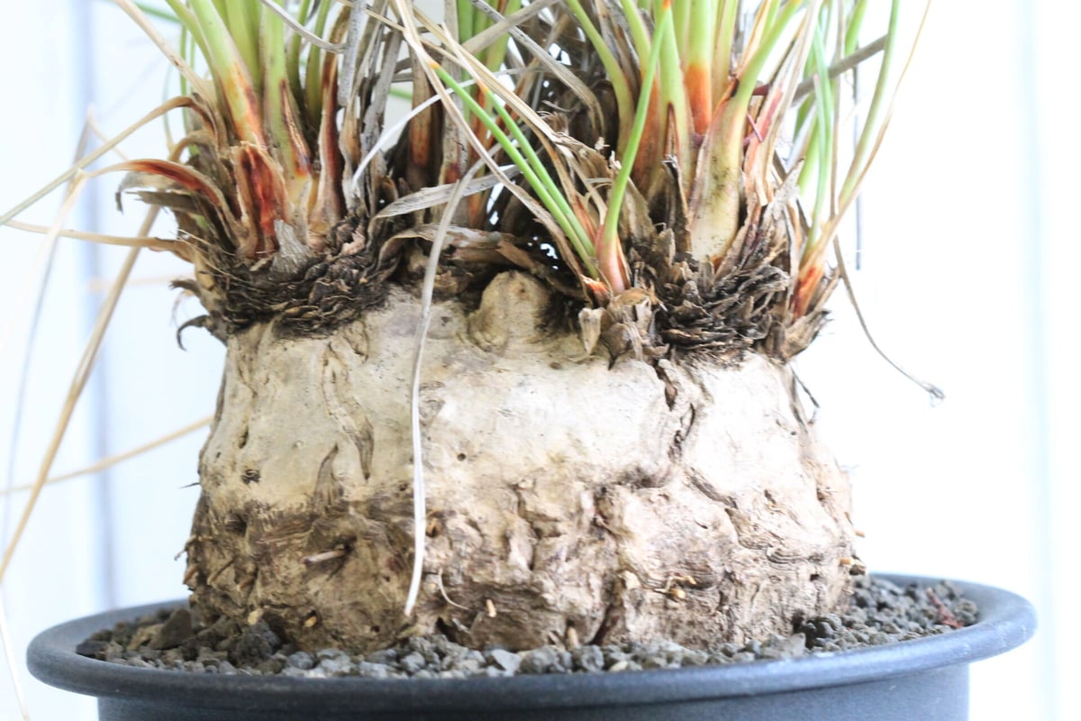 現地株】カリバナスフーケリー国内管理5年