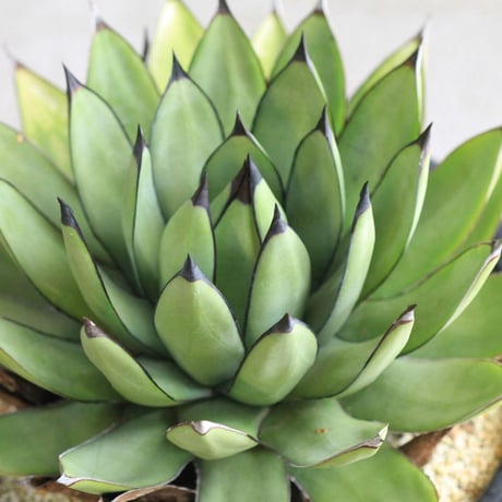 Agave Royal Spine アガベ・ロイヤルスピン
