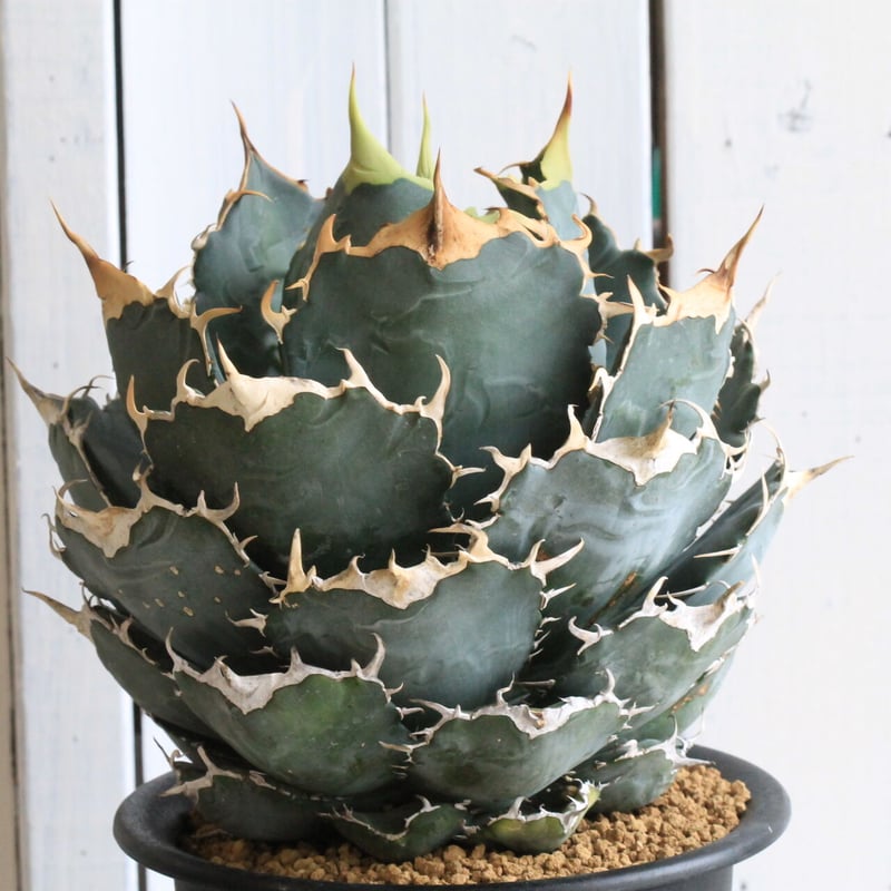 チタノタ　白鯨 チタノタ 白鯨 【公式通販】