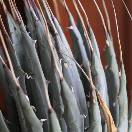 Agave　ユタエンシス　エボリスピナ