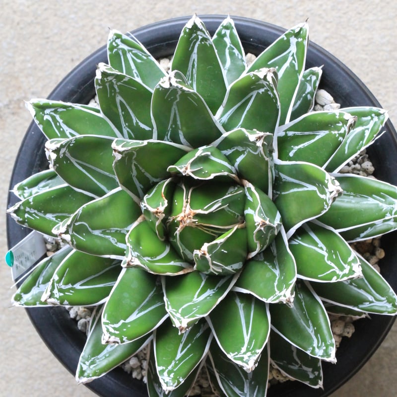 ダルマ 姫笹の雪 アガべ 極上株 アガベ 笹の雪 帯向ダルマ