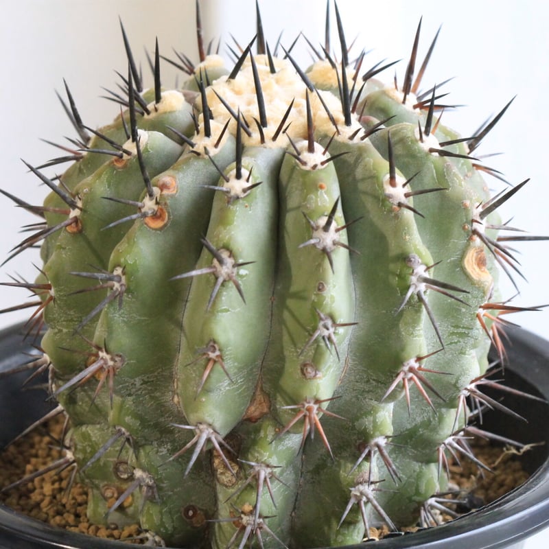 コピアポア 黒王丸（接ぎ木） | hanayoshi-botanical