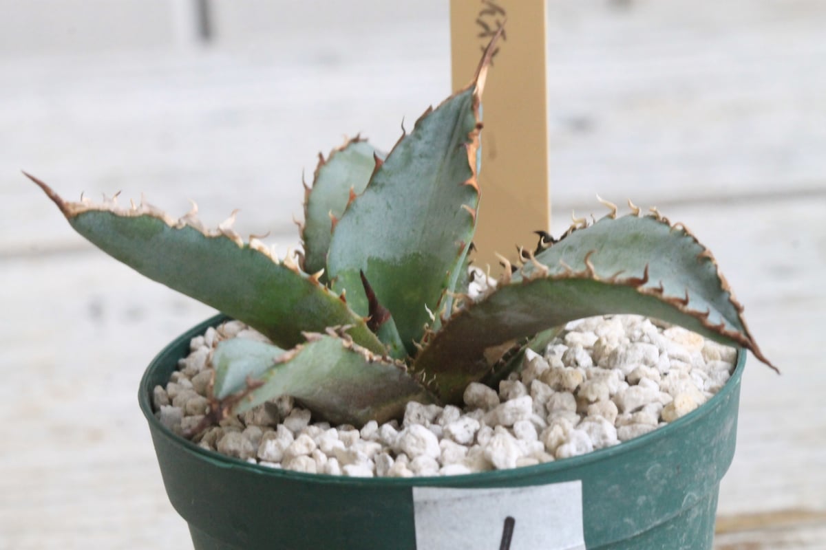 アガベ チタノタ ライオンズメーン① | hanayoshi-botanical