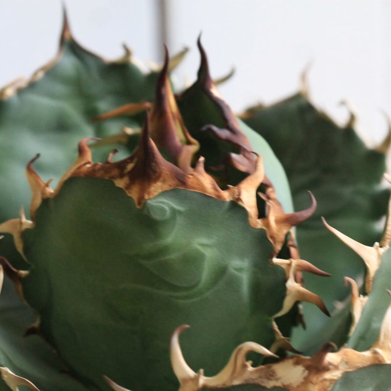 アガベ チタノタ NF | hanayoshi-botanical