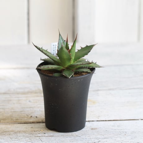Agave ホリダ