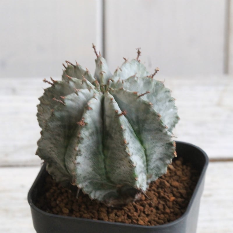 多肉植物　ユーホルビア　ホリダマジョール　カキコ ユーフォルビア・ホリダの基本情報・育て方｜多肉植物・サボテン