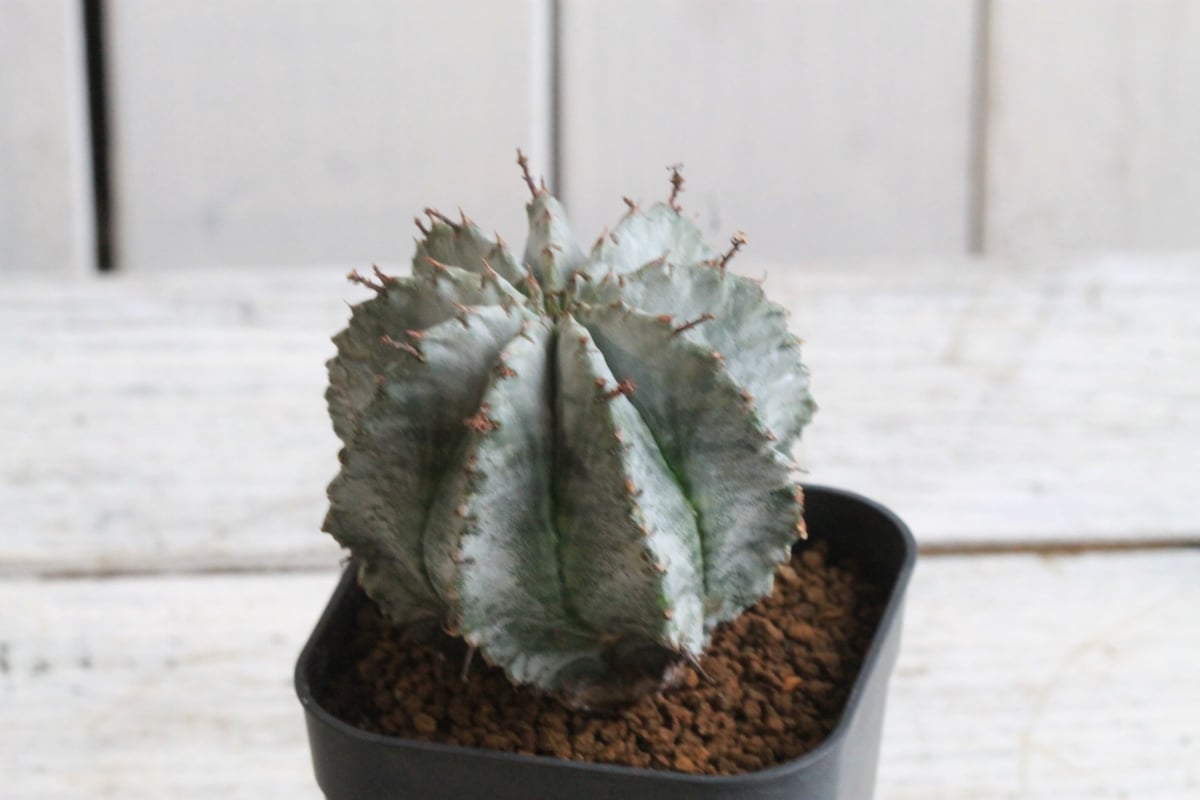 ユーフォルビア ホリダ（V）マジョール | hanayoshi-botanical