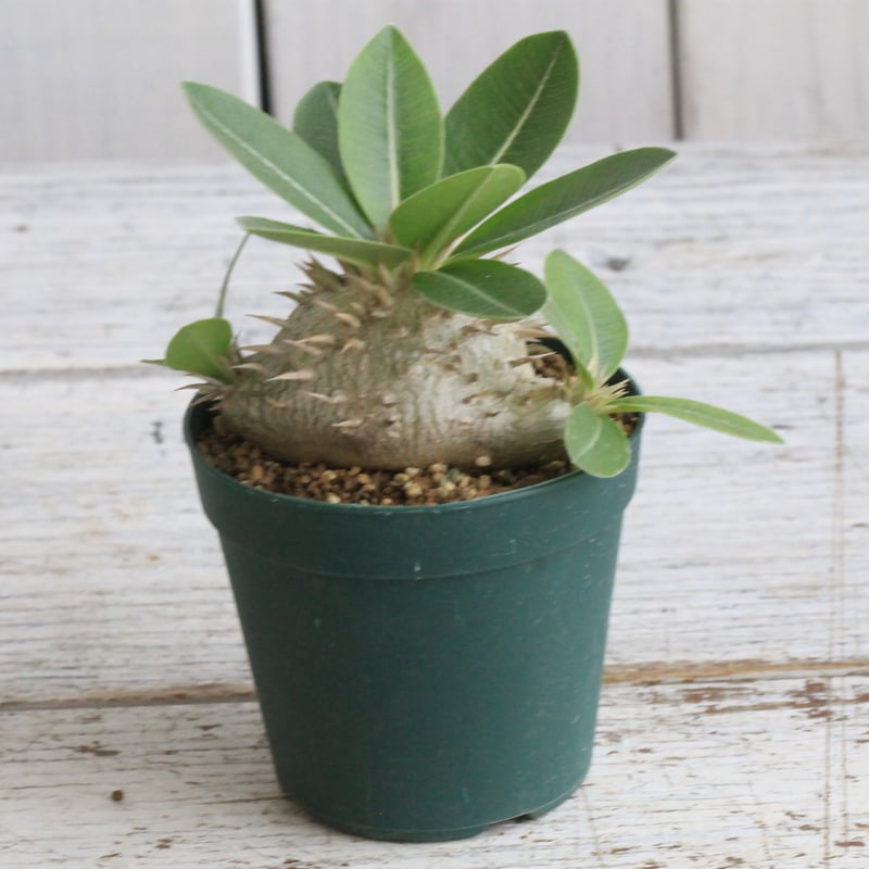 パキポディウム レウコキサンツム×ラウヒー | hanayoshi-botanical