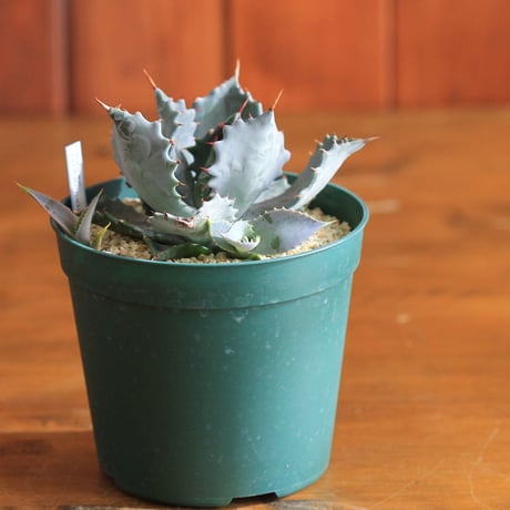 agave isthmensis アガベ　イスツメンシス