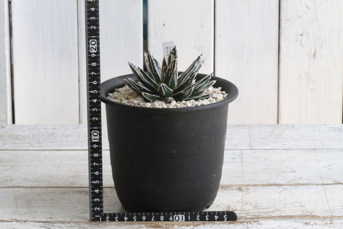 【現品】アガベ・ササノユキ（笹の雪）　7号（2）白セラアート鉢　（2） 現品】アガベ・ササノユキ（笹の雪） 7号（2）白セラアート鉢