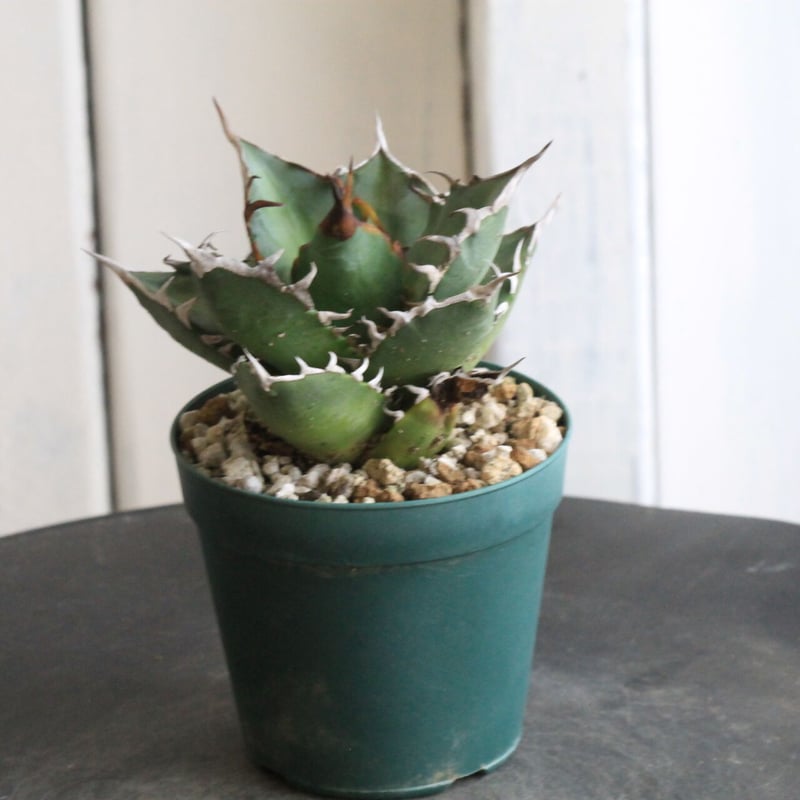 アガベ チタノタ FO76（良型） | hanayoshi-botanical