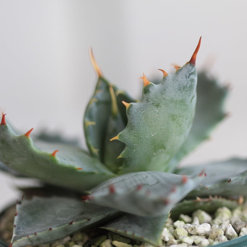 アガベ イシスメンシス 王妃カブトガニ 特選連刺 | hanayoshi-botanical