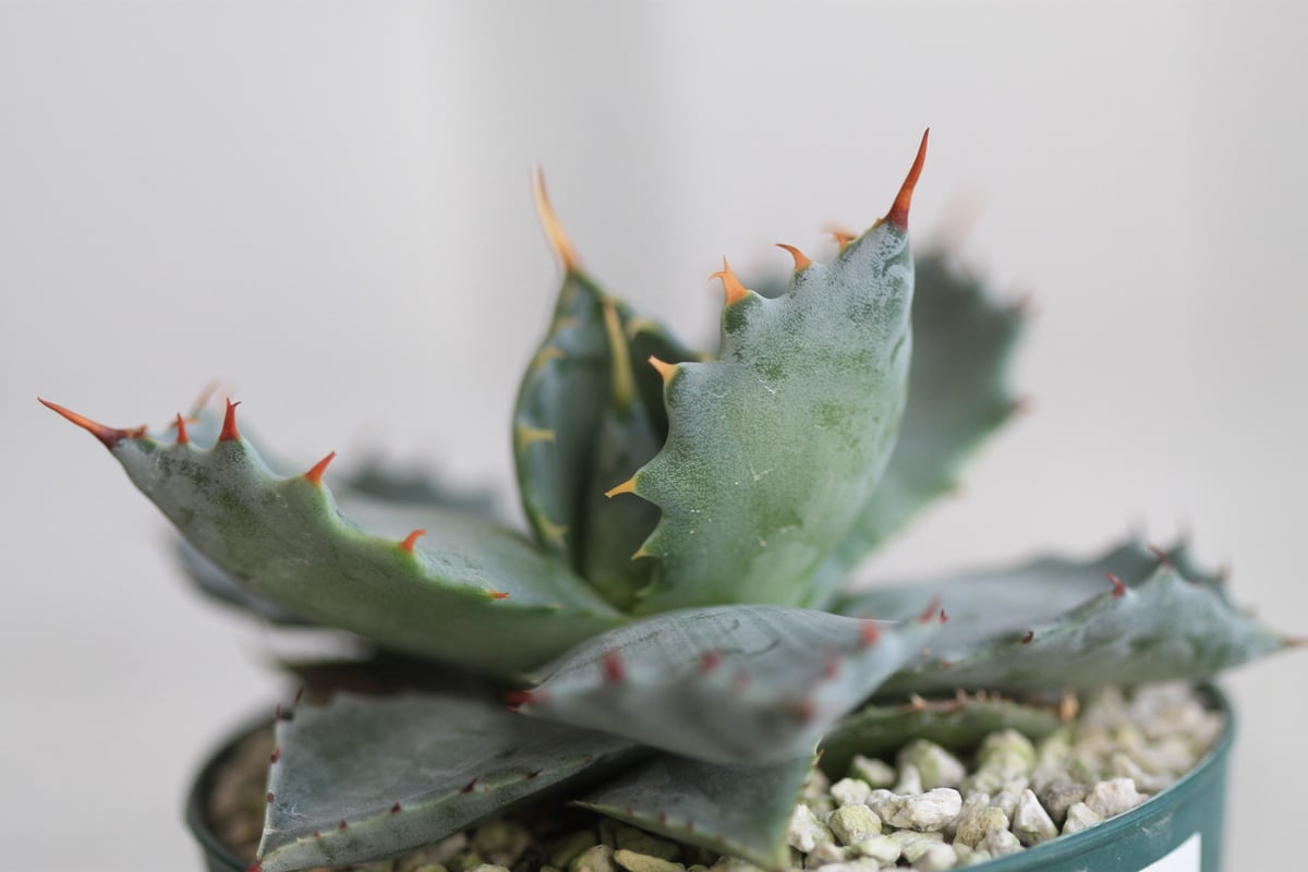 アガベ イシスメンシス 白銀甲蟹 親株 On The Plants 速報Vol.2 アガベ