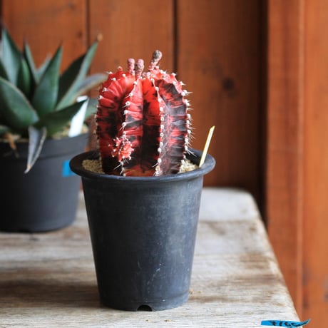 Gymnocalycium 緋牡丹錦