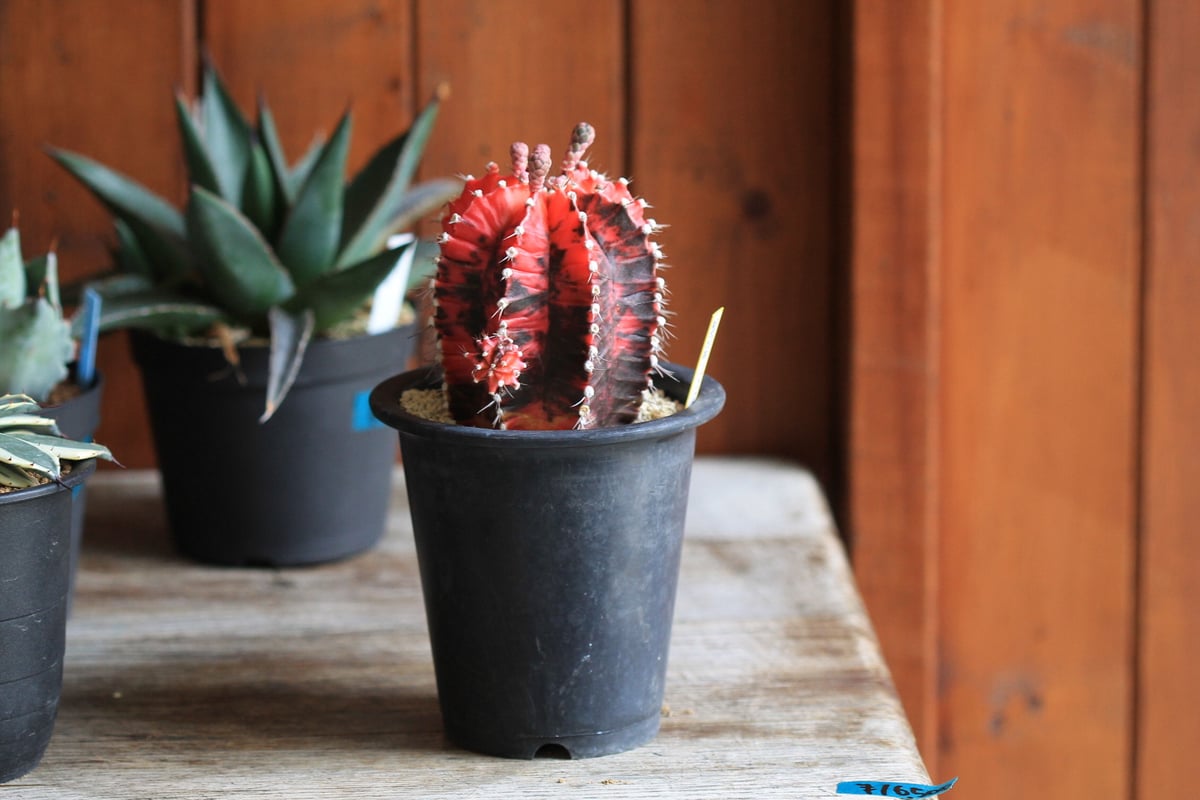 志☆珠様専用ギムノカリキウム 緋牡丹錦 4個セット 【公式通販】