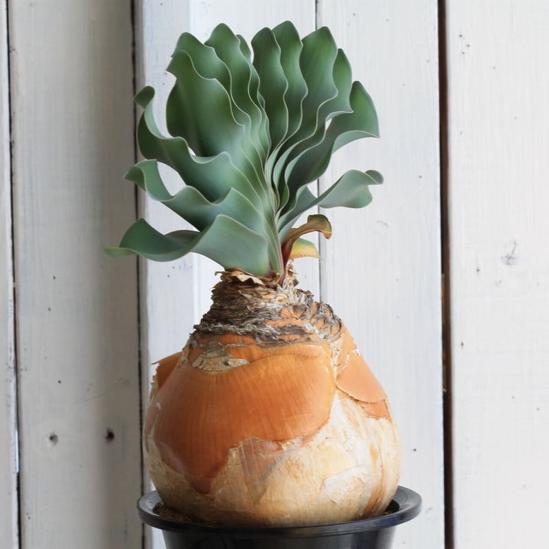 ブーファン ハエマントイデス | hanayoshi-botanical