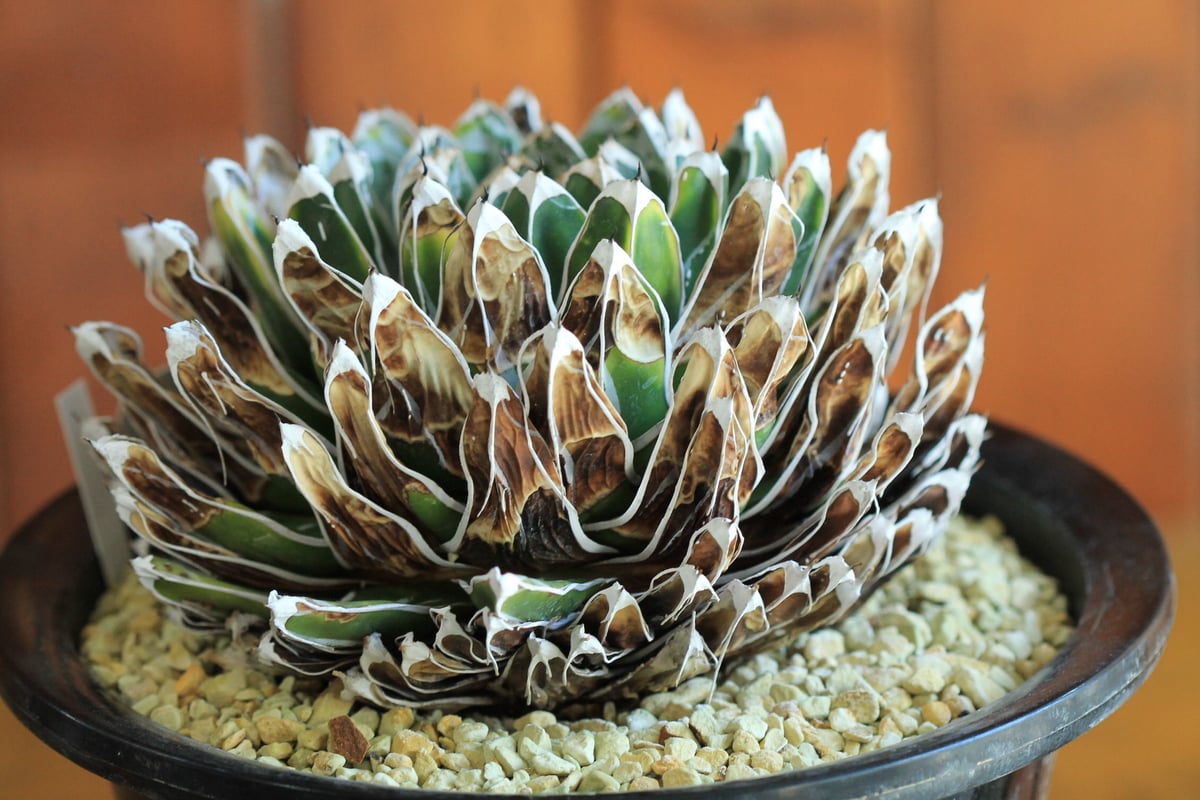 笹の雪 agabve 特選笹の雪 NO-39 小型特良 | hanayoshi-botanical