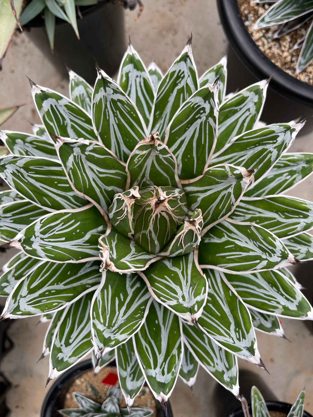 アガベ　笹の雪 アガベ 特選笹の雪（OW-1） | hanayoshi-botanical