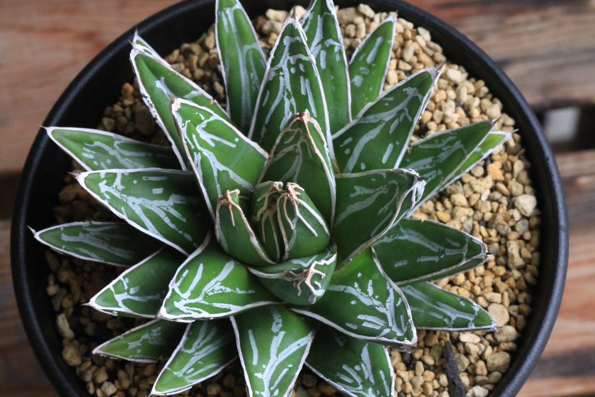 笹の雪 【樹高:約37cm】Jun41 笹の雪 【樹高:約37cm】Jun41