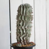 ユーフォルビア　宇田ゼブラ