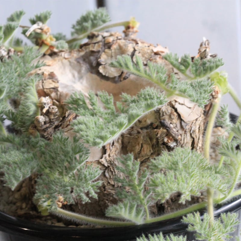 ペラルゴニウム トリステ・チレコドン ペアルソニー 現地球 45日目】チレコドン・ペアルソニー Tylecodon pearsonii 現地株