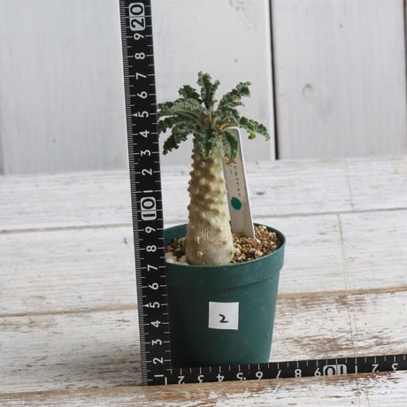 ドルステニア　ラブラニー　大株　美株 ドルステニア ラブラニー 大株 貴重 園芸ネット本店｜ドルステニア