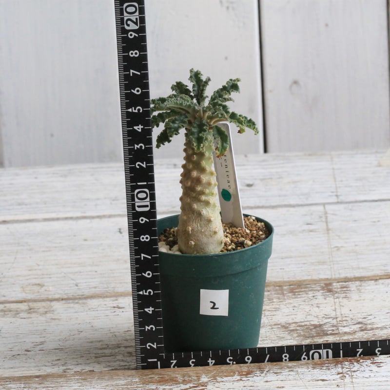 ドルステニア ラブラニー② | hanayoshi-botanical