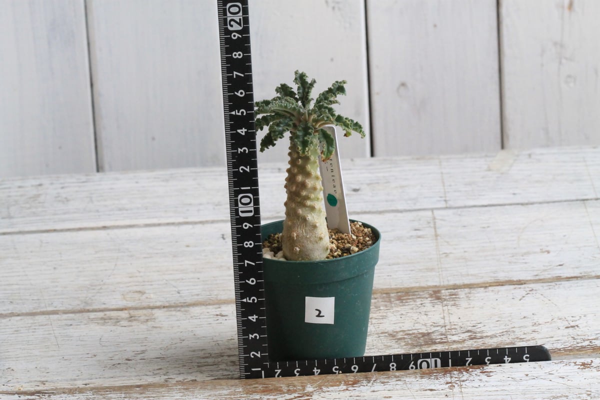 ドルステニア ラブラニー② | hanayoshi-botanical