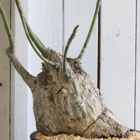 沖縄実生！超緑！最高！ボンバックス！ ボンバックスの現品商品 | 観葉植物通販AONOKI（あおのき）