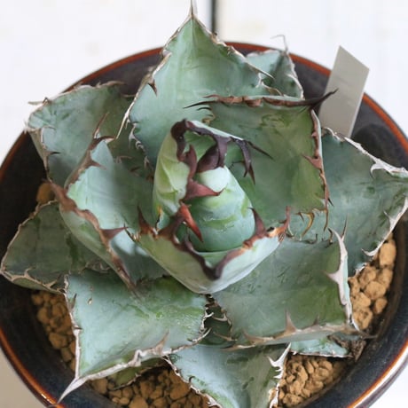 Agave チタノタ ブラック＆ブルー