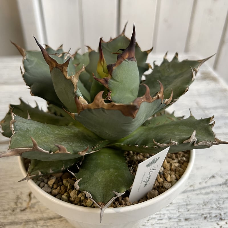 チタノタ　オテロイ　NO.1 50cmオーバー チタノタ オテロイ NO.1 50cmオーバー チタノタ オテロイ NO.1 50cm