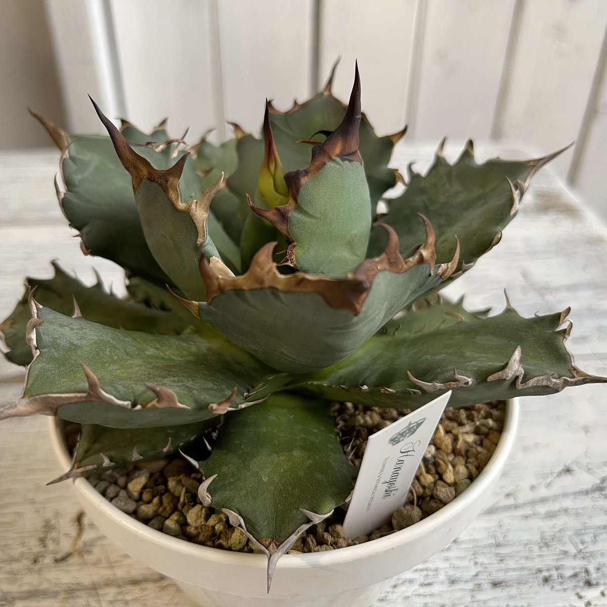 チタノタ「黒曜石」現物1点限り 発根活着済 【管理No.42209351】アガベ