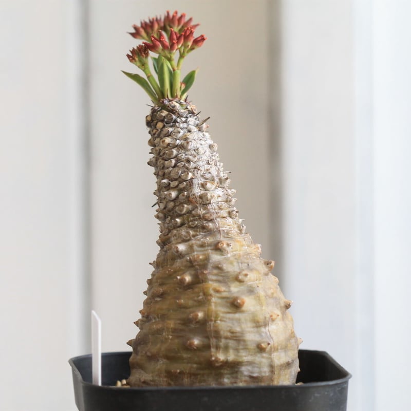 ユーフォルビア パキポディオイデス | hanayoshi-botanical