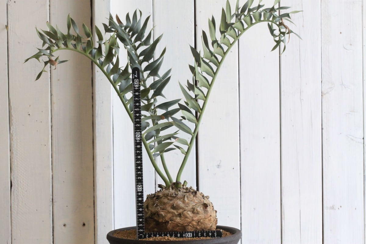 南アフリカ産】エンセファラルトス・ホリダス（No3-13)