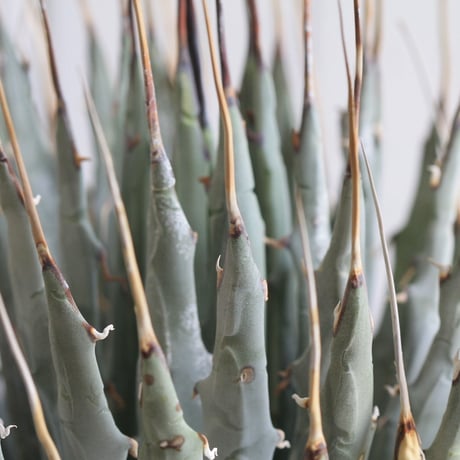 Agave　ユタエンシス　エボリスピナ