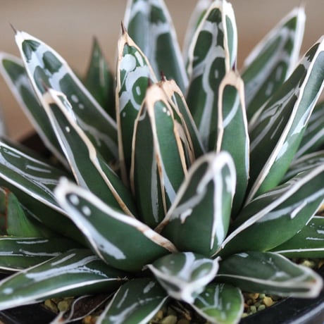 agave victoriae-reginae 姫笹の雪
