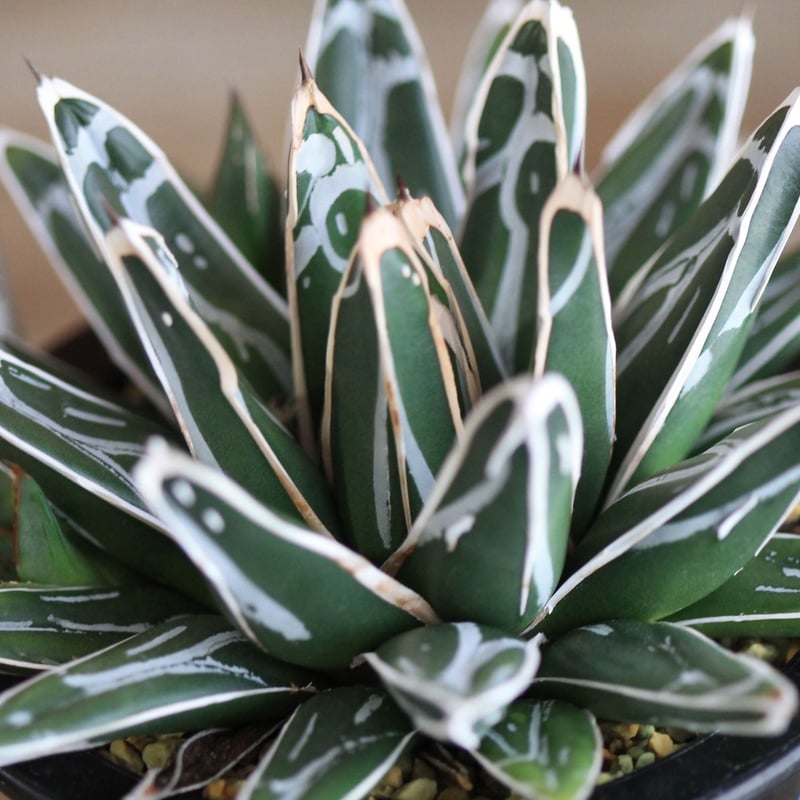 agave victoriae-reginae 姫笹の雪 | hanayoshi-botanical