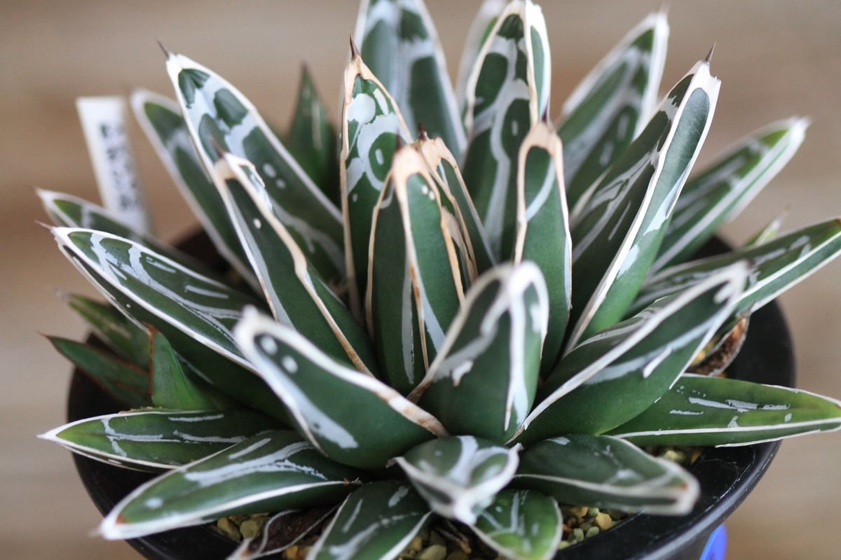 ⑧アガベ笹の雪 victoriaereginae アガベ 笹の雪 Agave victoriae reginae | mana's farm:塊