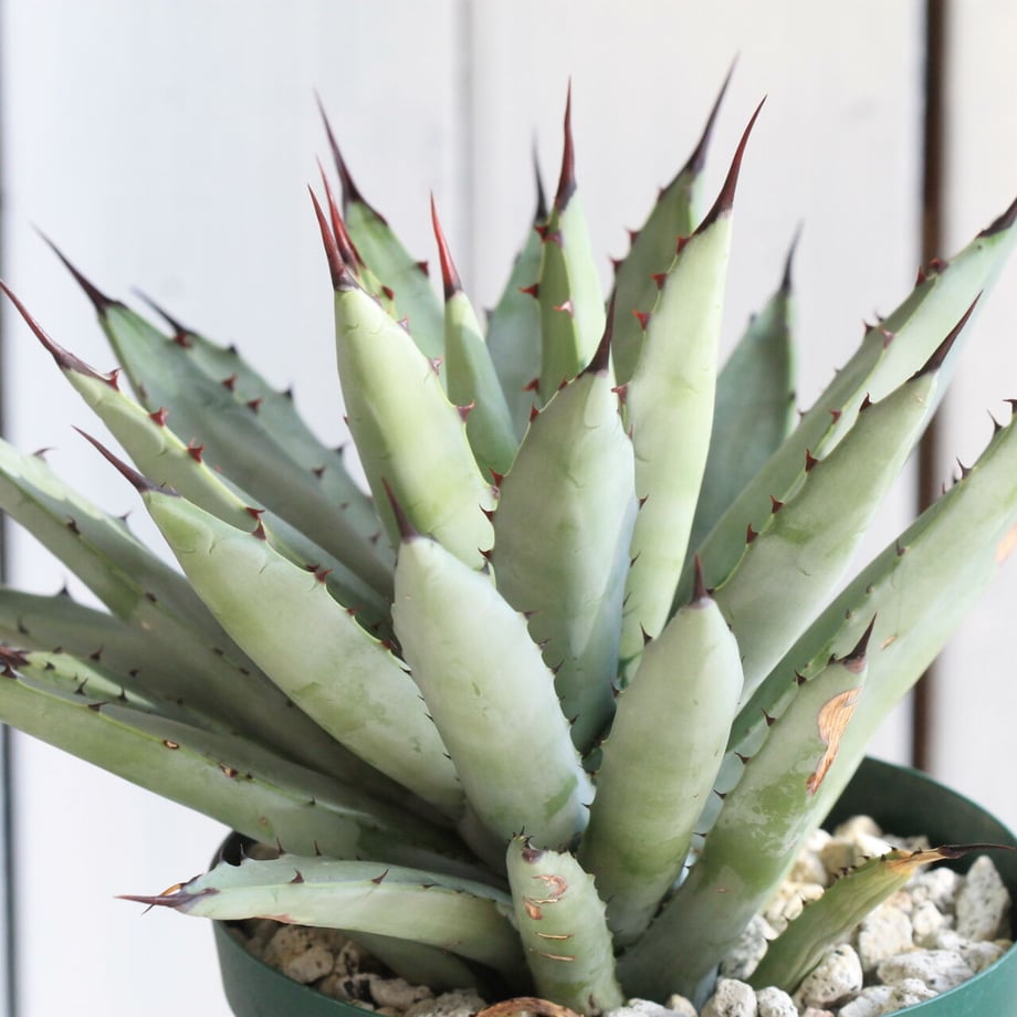 61b1a603fadad4178ba50de7