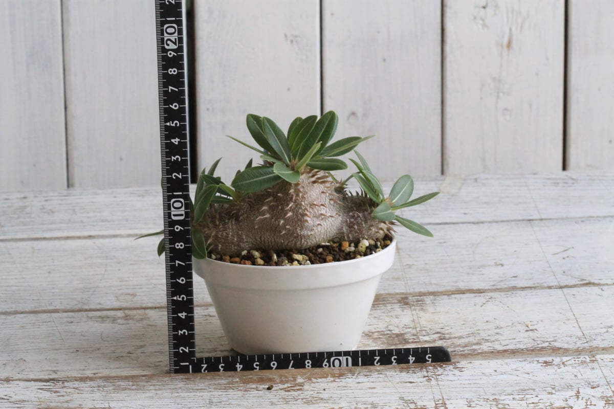 2022 実生 扁平美株　パキポディウム レウコキサンツム　恵比寿大黒　セット販 コーデックス：パキポディウム レウコキサンツム 実生*S 塊根幅