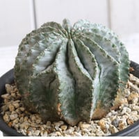 ユーフォルビア　玉型ホリダ