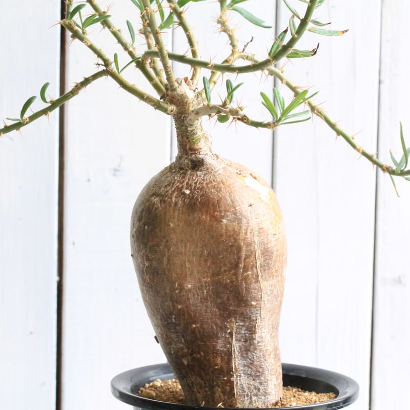 パキポディウム サキュレンタム | hanayoshi-botanical