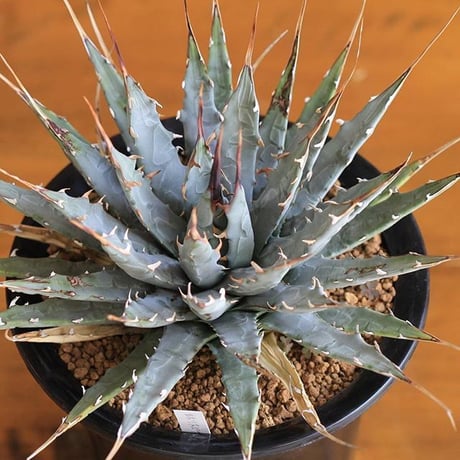 agave utahensis eborispina ユタエンシス　エボリスピナ