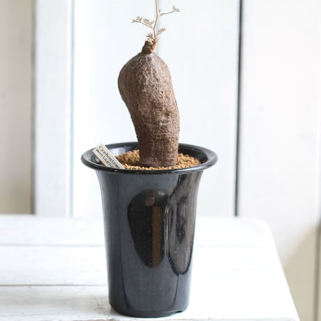 キフォステンマ　モンタグナッキー