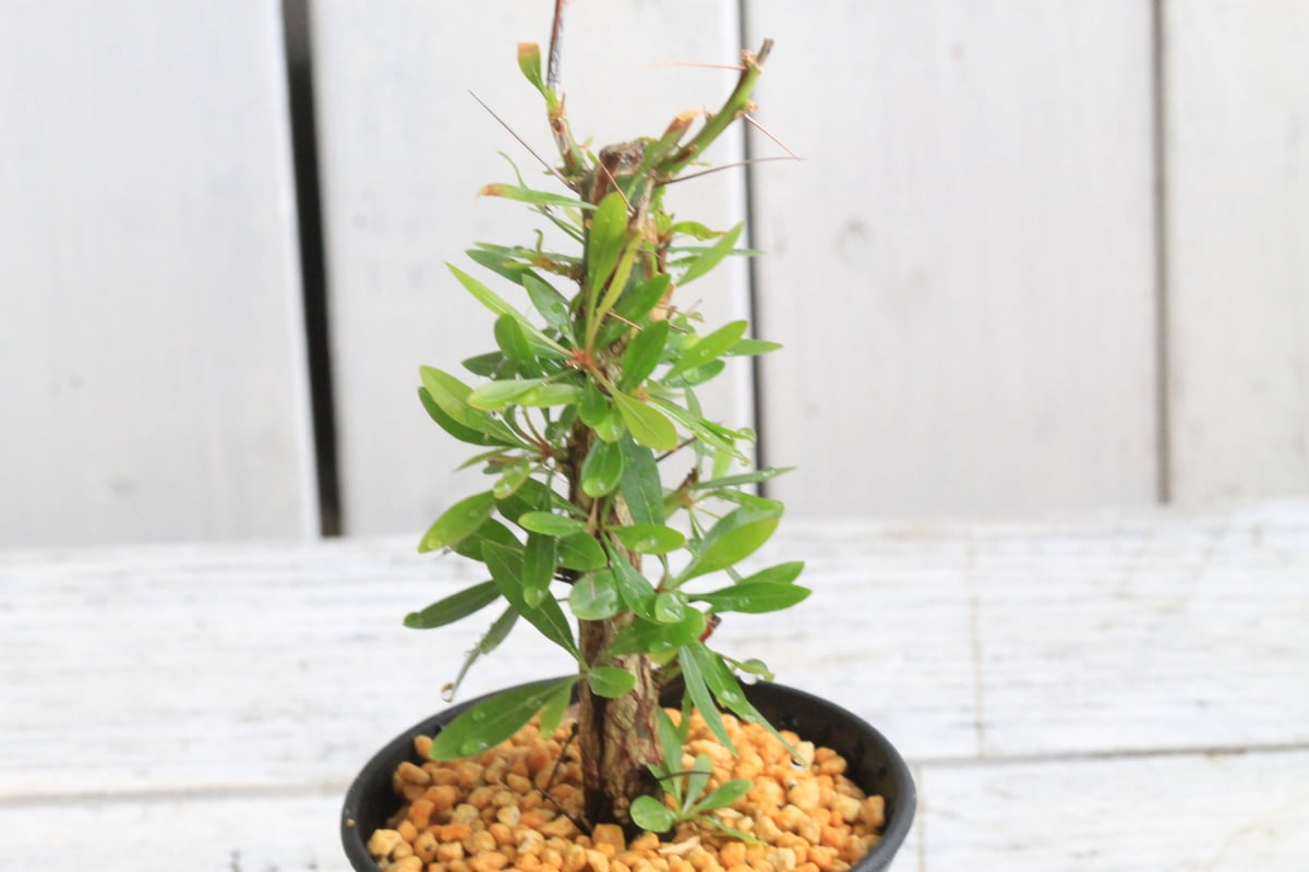 【親株最高】【26本セット】フォークイエリアファシクラータ　挿し木用　鉢ごと発送 親株最高】【26本セット】フォークイエリアファシクラータ