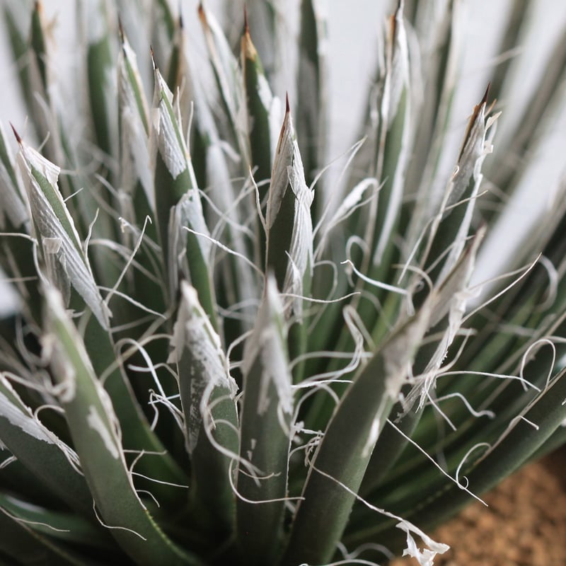 Agave 樹氷 | hanayoshi-botanical