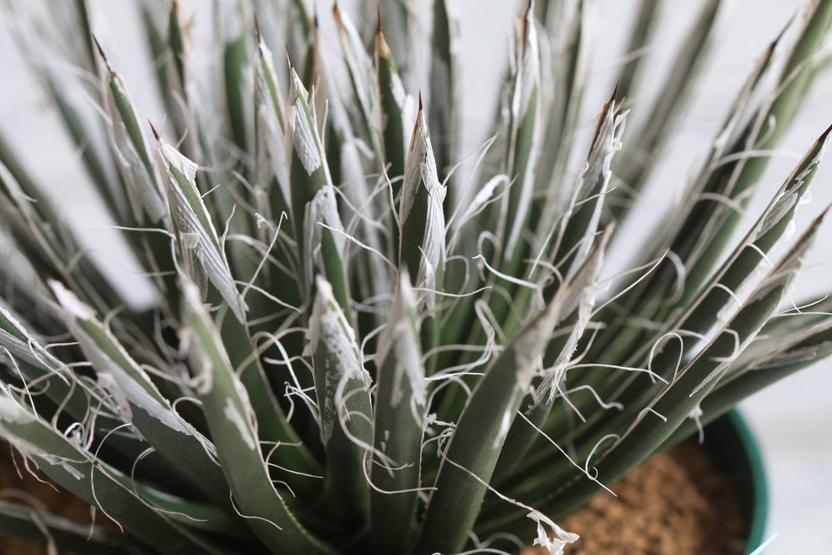 Agave 樹氷 | hanayoshi-botanical