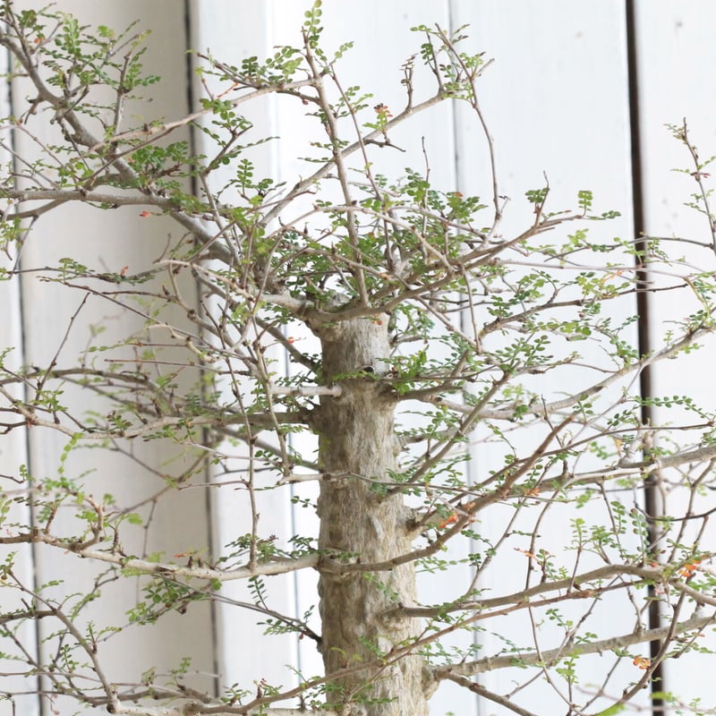 オペルクリカリア デカリー | hanayoshi-botanical