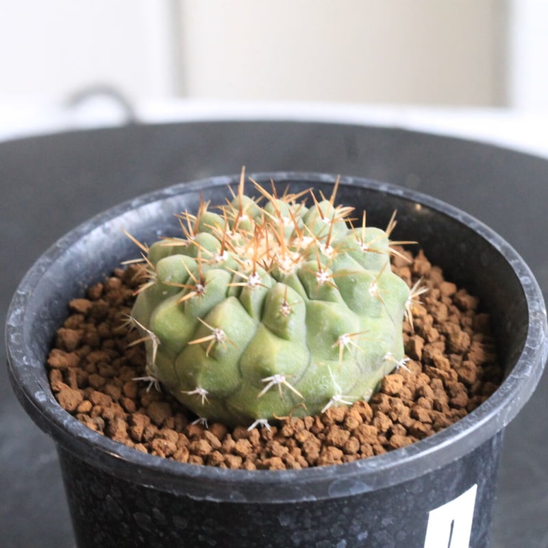 コピアポア コルムナ アルバ（実生） | hanayoshi-botanical