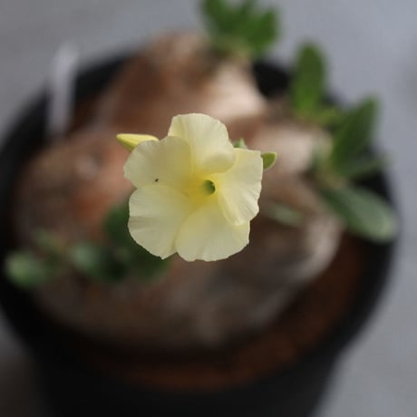 Pacypodium エブレネウム